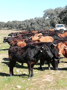 Andalusien Andalusien Stier